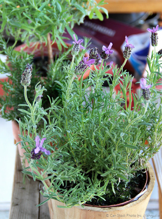 How to Make Your Own Soap with Herbs