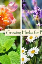 Growing Herbs for Baths