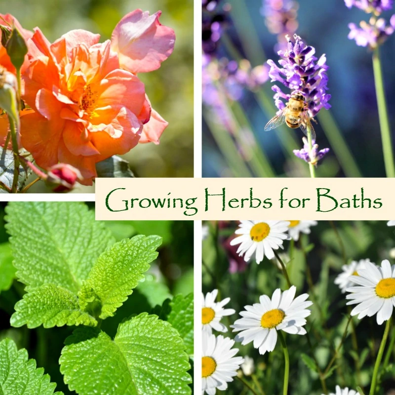 Growing Herbs for Baths