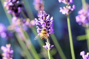 Lavender oil for acne