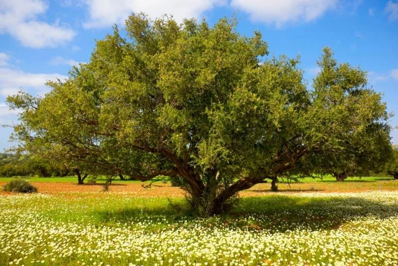 Argan tree