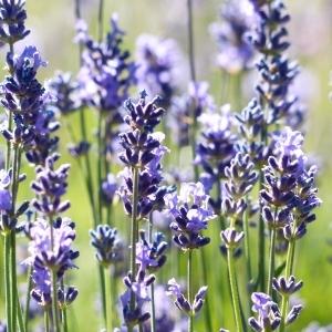 lavender oil