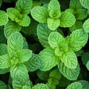 peppermint essential oil