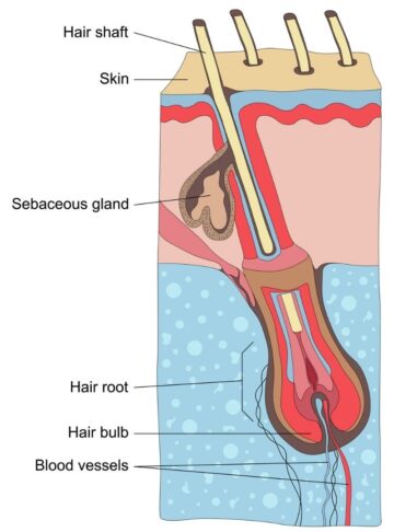 hair follicle anatomy