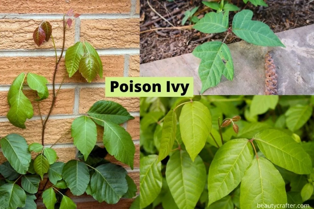 Poison ivy plants to help identify the poisonous plant.