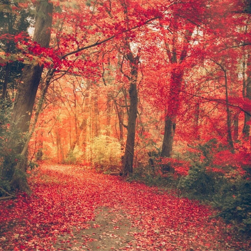 woodsy fall diffuser oil blend