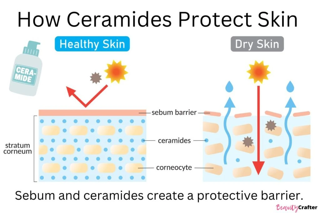 how ceramides protect skin graphic depicting how the sebum and ceramides maintain the skin's protective barrier from sun exposure and keep moisture in.